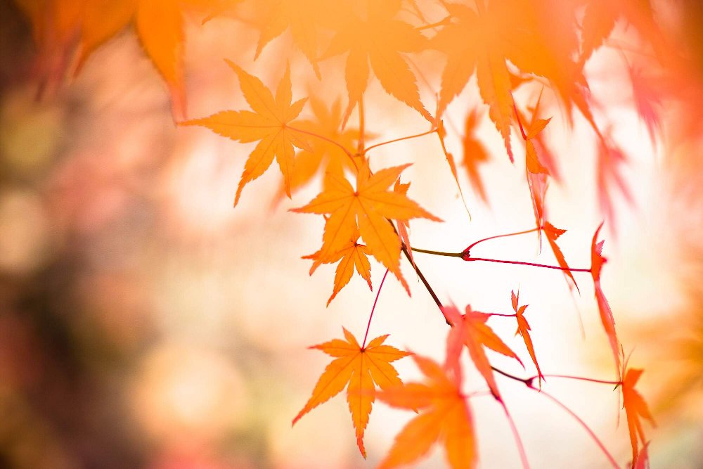 Momiji Dream
